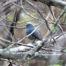 Image of White-bellied Blue Robin
