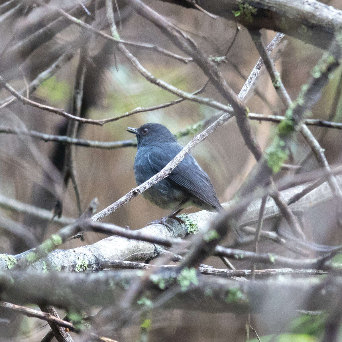 Image of White-bellied Blue Robin