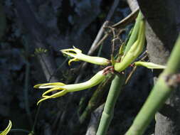 Image de Ceropegia dichotoma Haw.