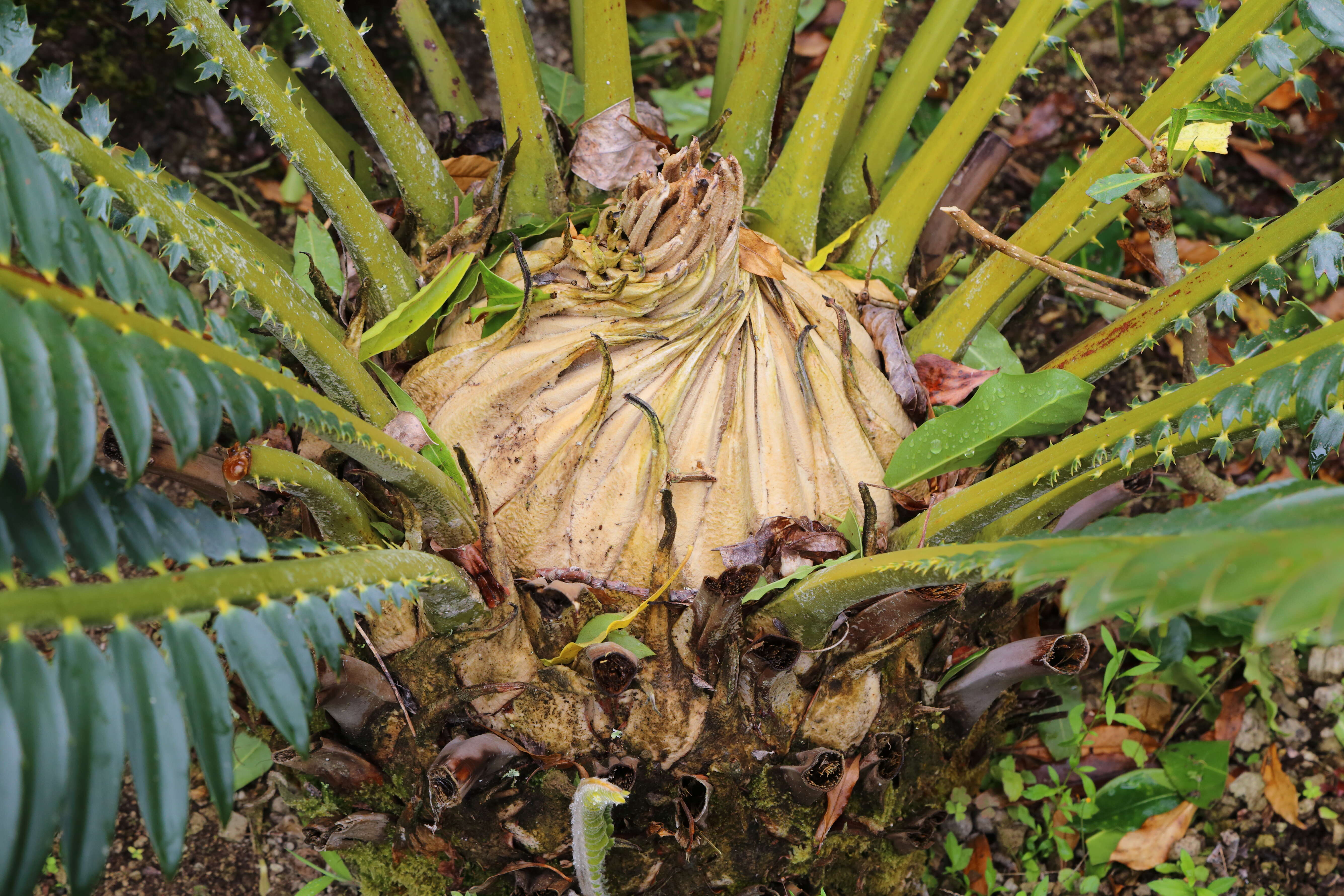 Image of Cycad