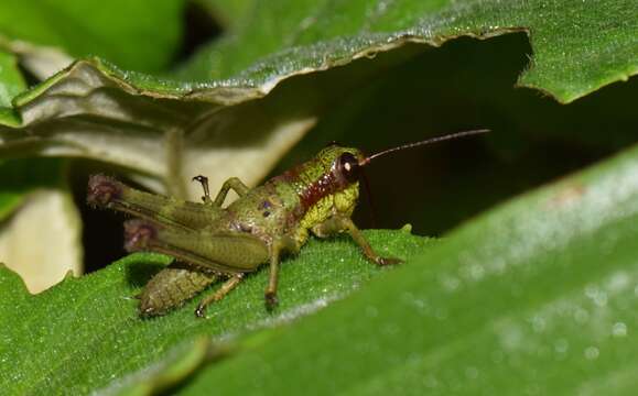 Image of Ommatolampis quadrimaculata Carbonell & Descamps 1978