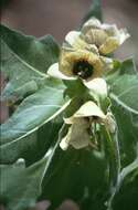 Image of black henbane