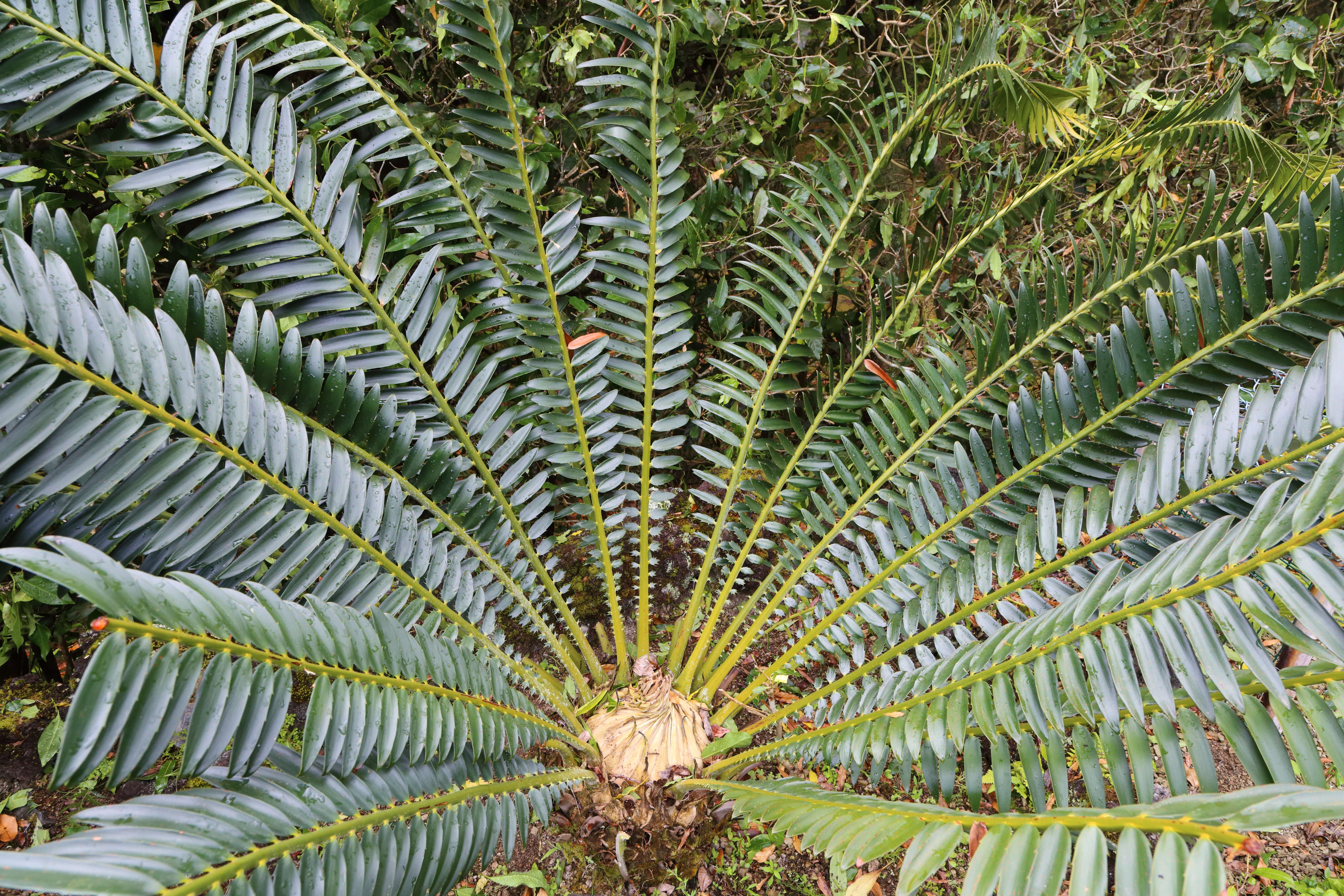 Image of Cycad