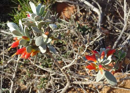 صورة Eremophila glabra subsp. albicans (W. Fitzg.) Chinnock