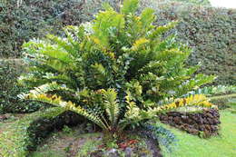 Слика од Encephalartos ferox G. Bertol