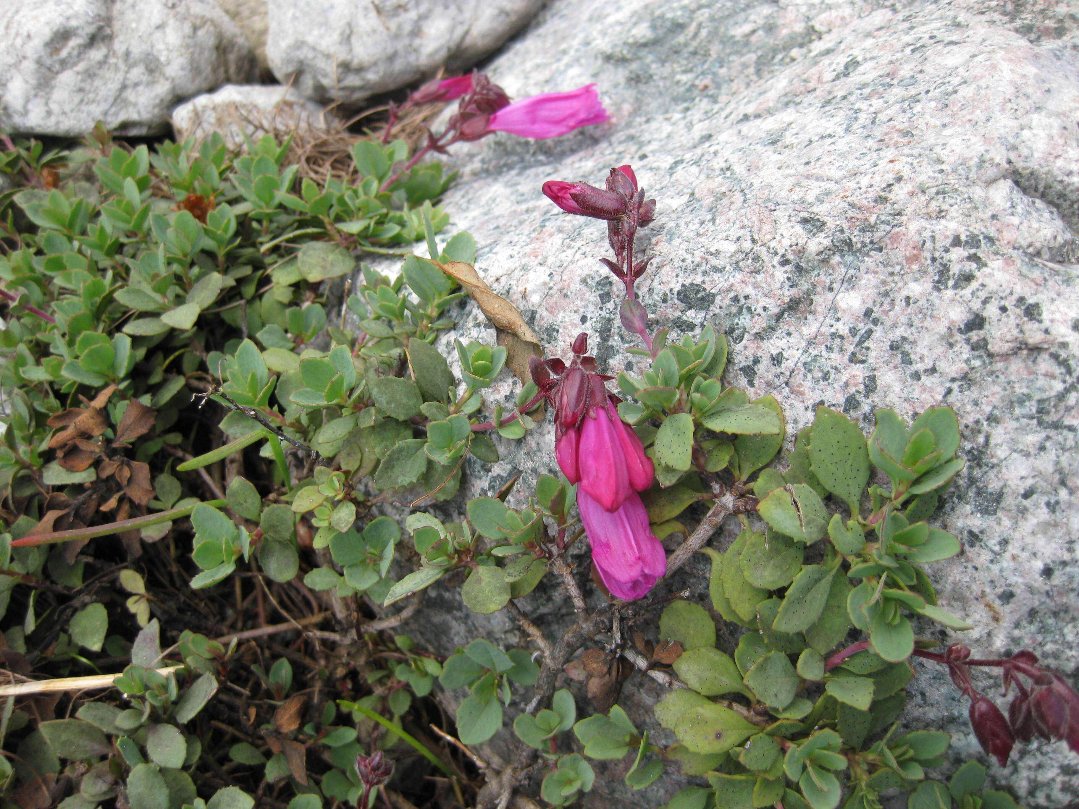 Image of cliff beardtongue