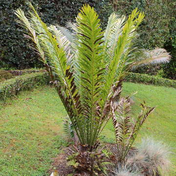 Image of Mombasa Cycad