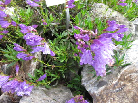 Image of Bush Penstemon