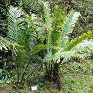 Image of Voi Cycad