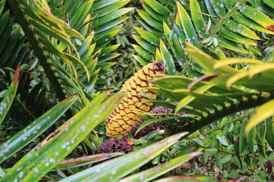 Image de Encephalartos kisambo Faden & Beentje