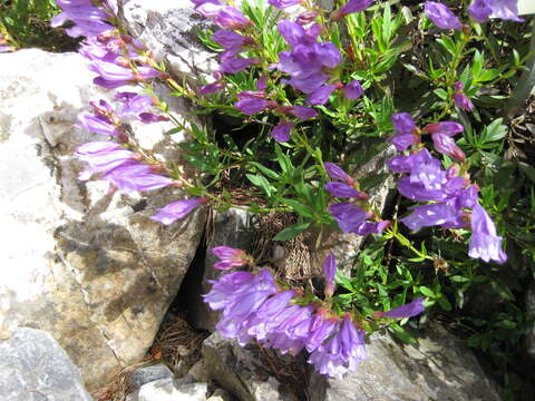 Image of Bush Penstemon