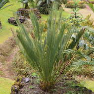 Image of Cycad