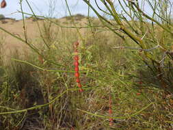 Image de Prosopis argentina Burkart