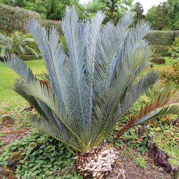 Image de Encephalartos lehmannii Lehm.