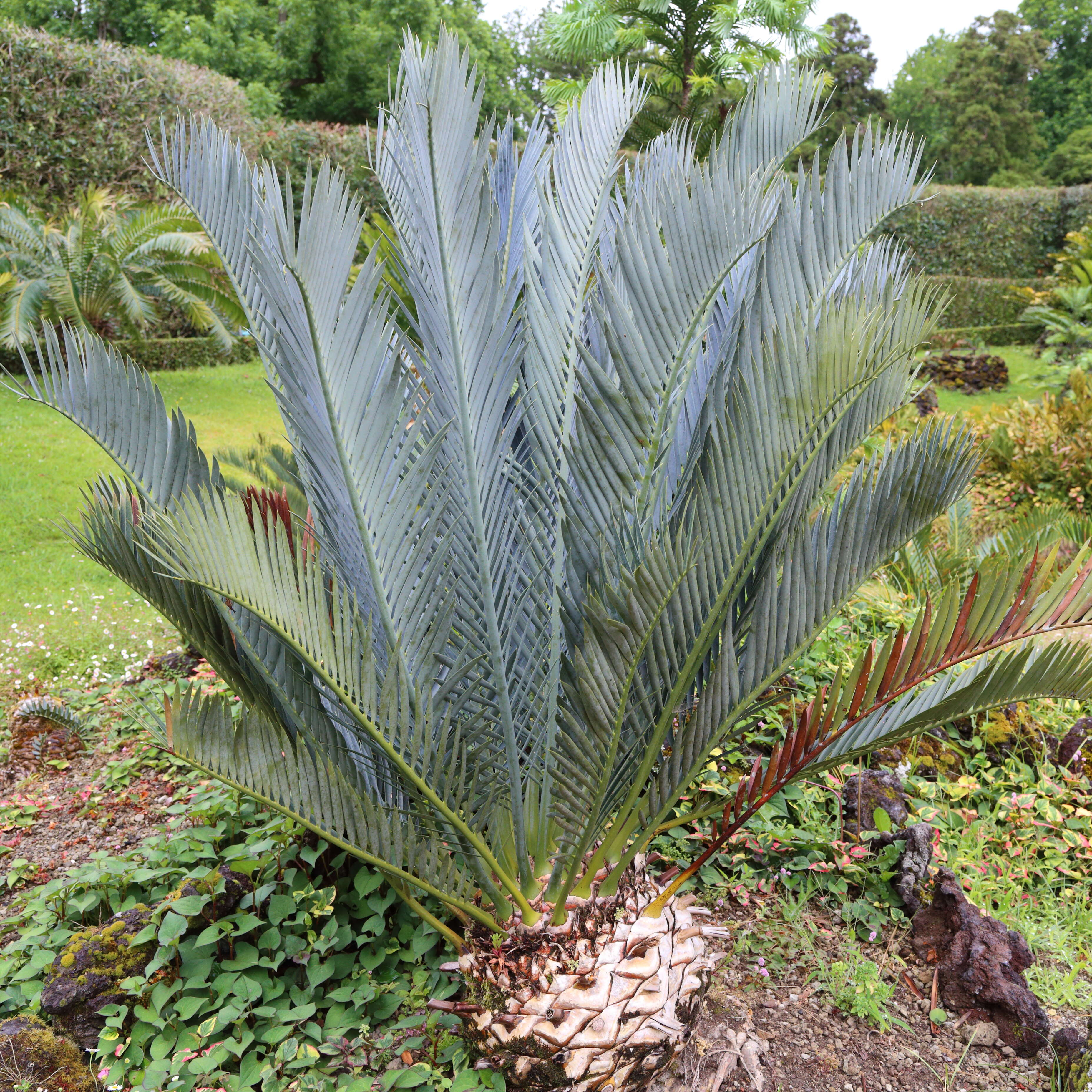 Image of Karoo cycad