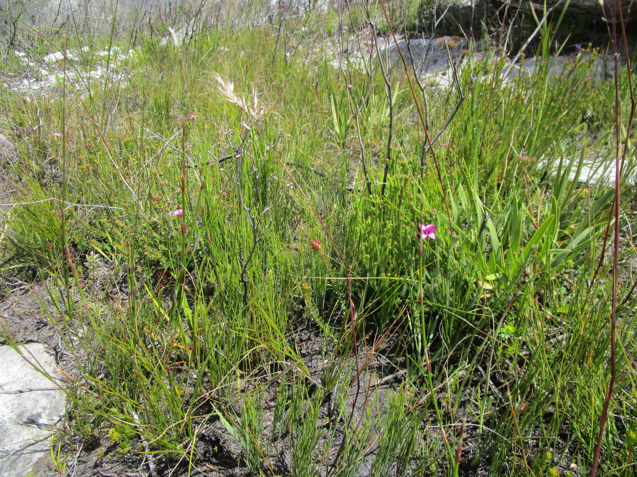 Image of rosy sandcrocus