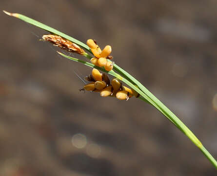 Image of golden sedge