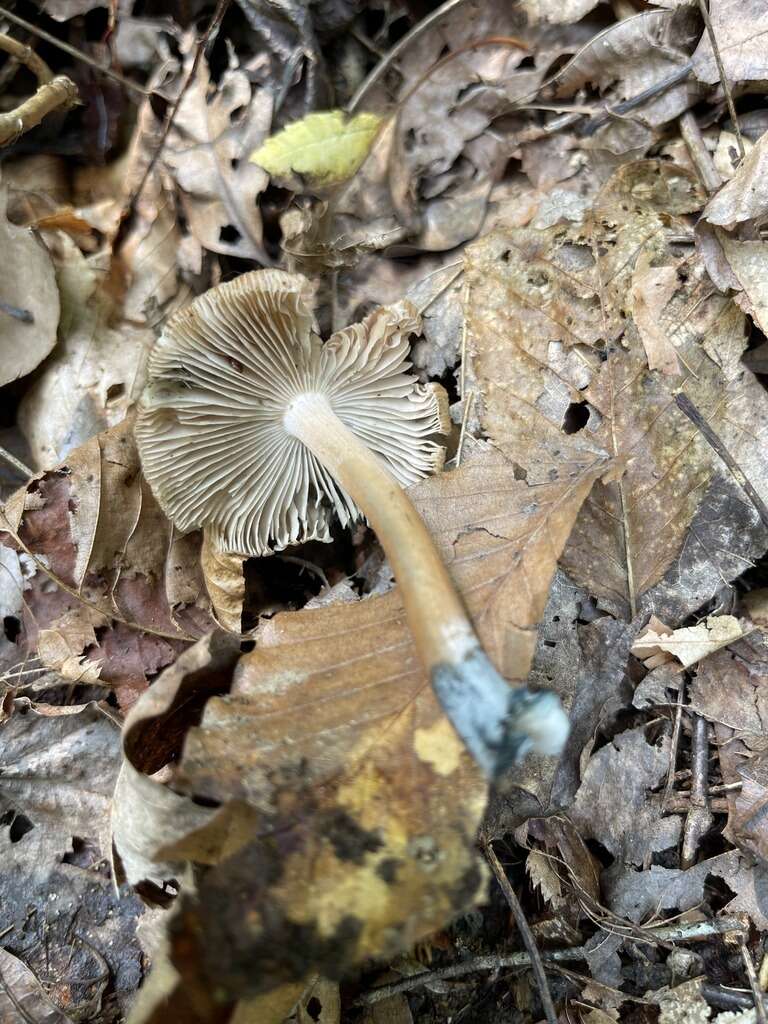 Imagem de Inocybe insignis A. H. Sm. 1941