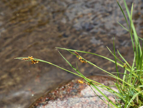 Image of golden sedge