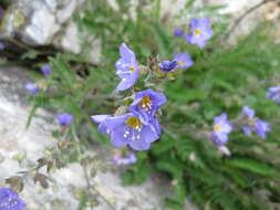 Слика од Polemonium boreale Adams