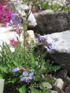 Image de Polemonium elegans Greene