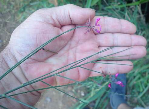 Plancia ëd Indigofera filifolia Thunb.