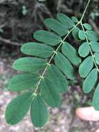 Imagem de Albizia corniculata (Lour.) Druce