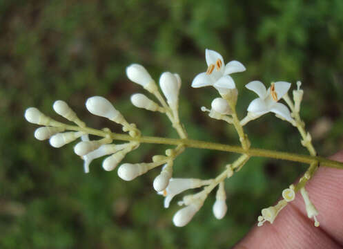 Image of wild privet