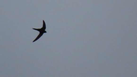 Image of swift, common swift