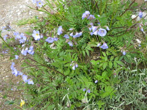 Image of Greek valerian