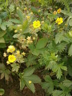 Image of Potentilla delphinensis Gren. & Godron