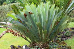 Image of Kei Cycad