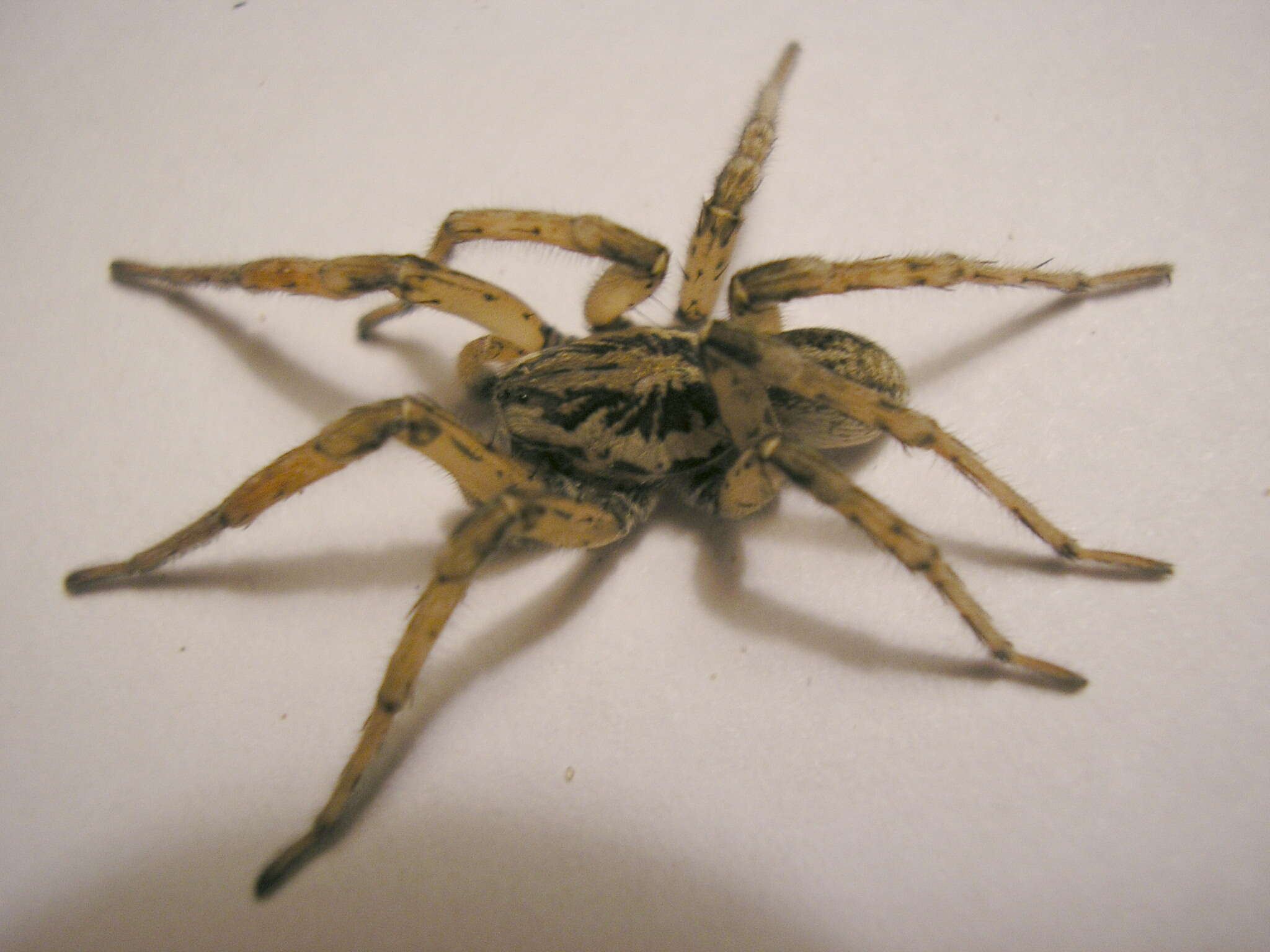 Image of Tarantula wolf spider