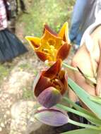 Calochortus purpureus (Kunth) Baker resmi