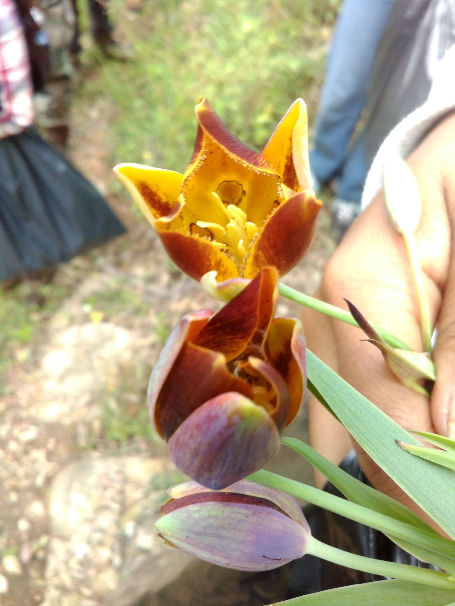 Calochortus purpureus (Kunth) Baker resmi