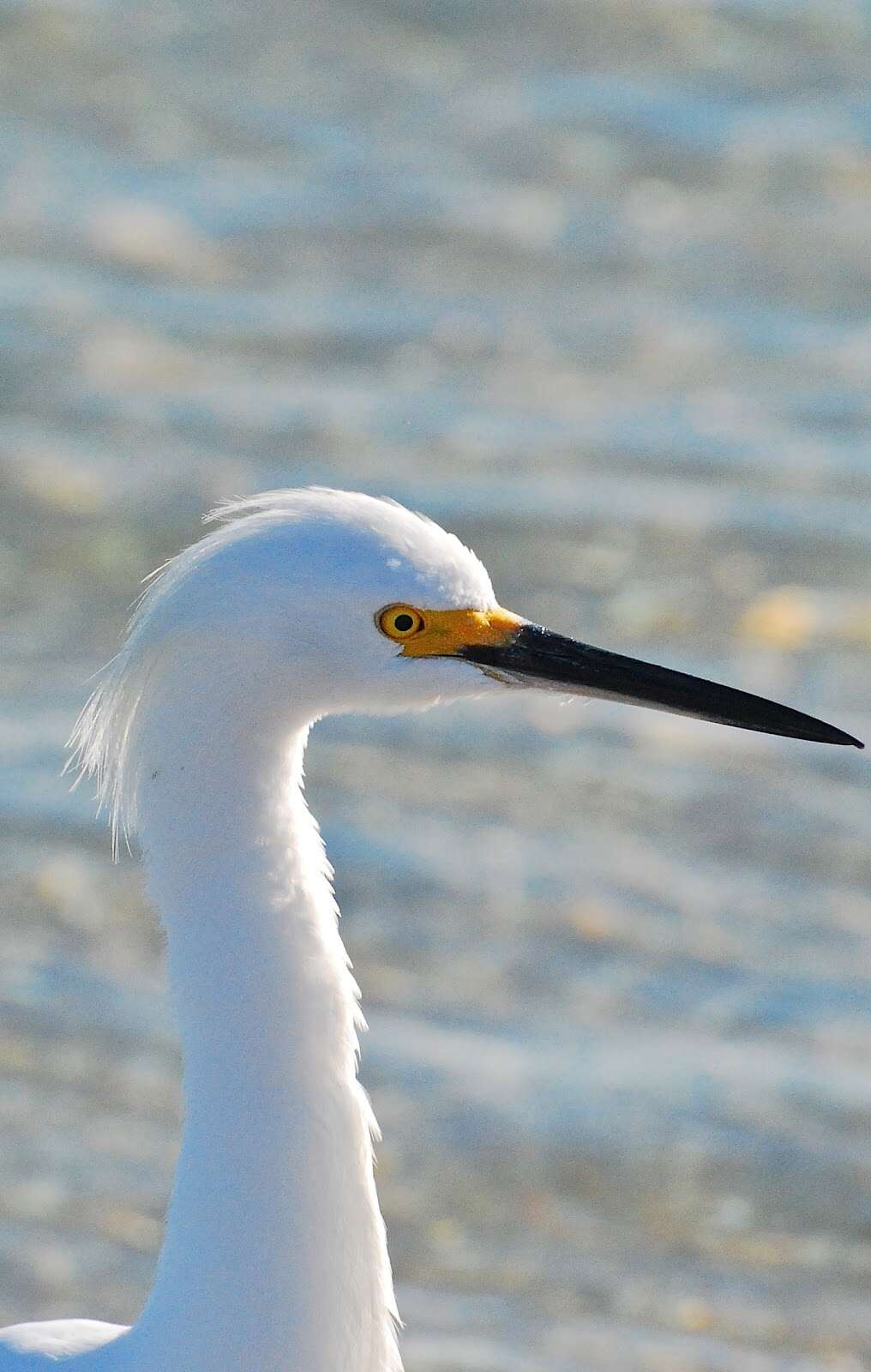 Image of Snowy Egret