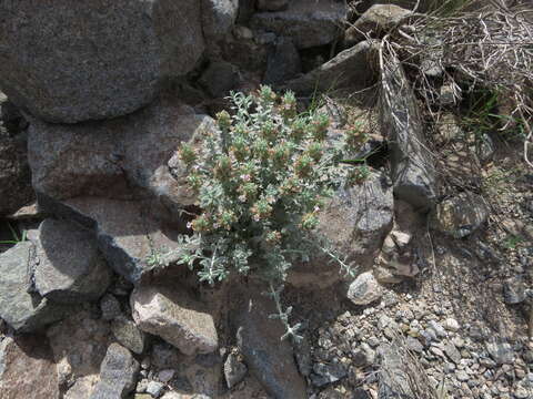 Image de Teucrium stocksianum Boiss.