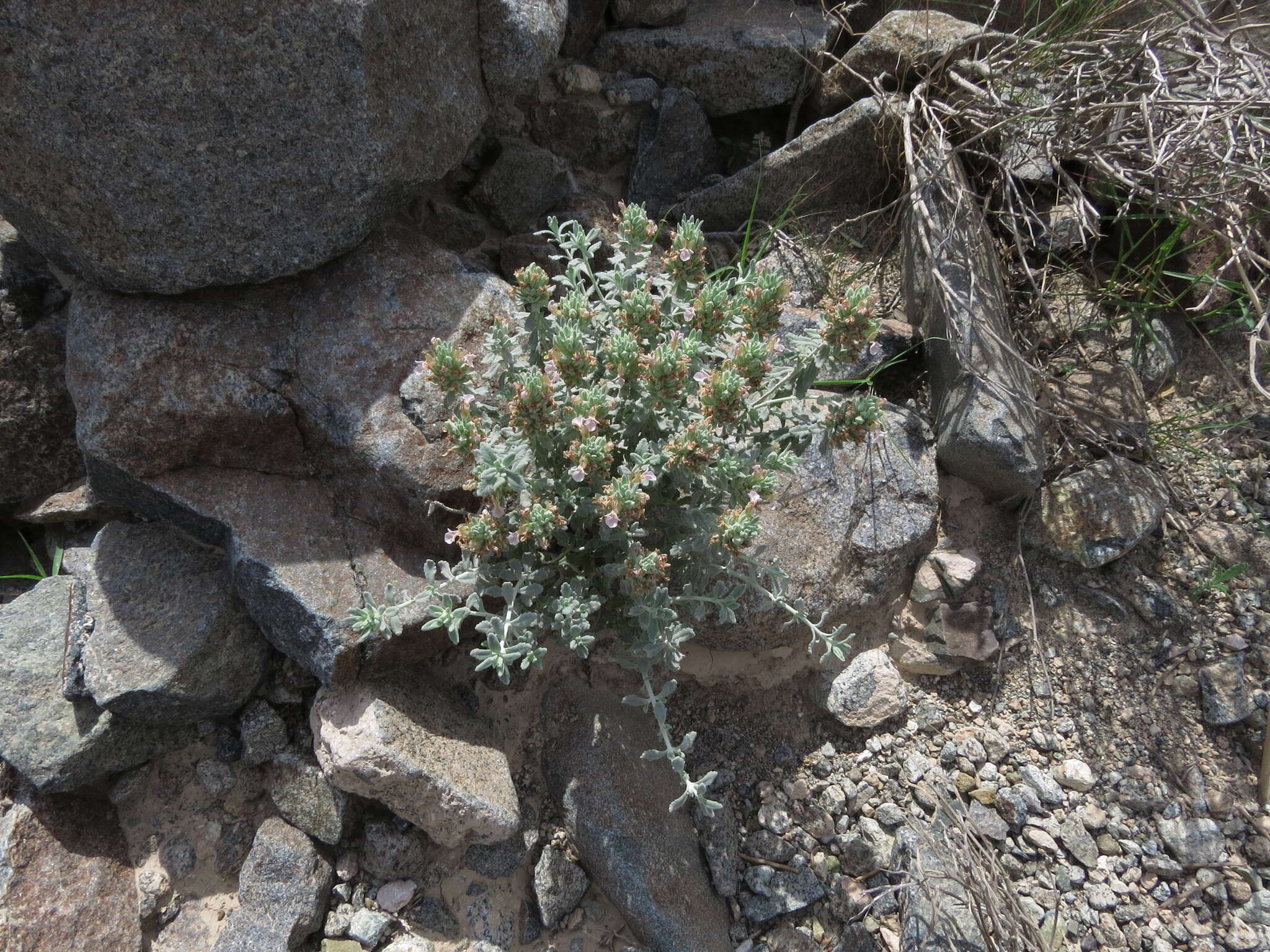 Image of Teucrium stocksianum Boiss.