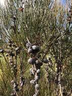 Image of Allocasuarina mackliniana L. A. S. Johnson