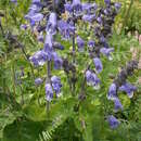 Image of Salvia hians Royle ex Benth.