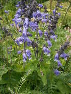 Image of Salvia hians Royle ex Benth.