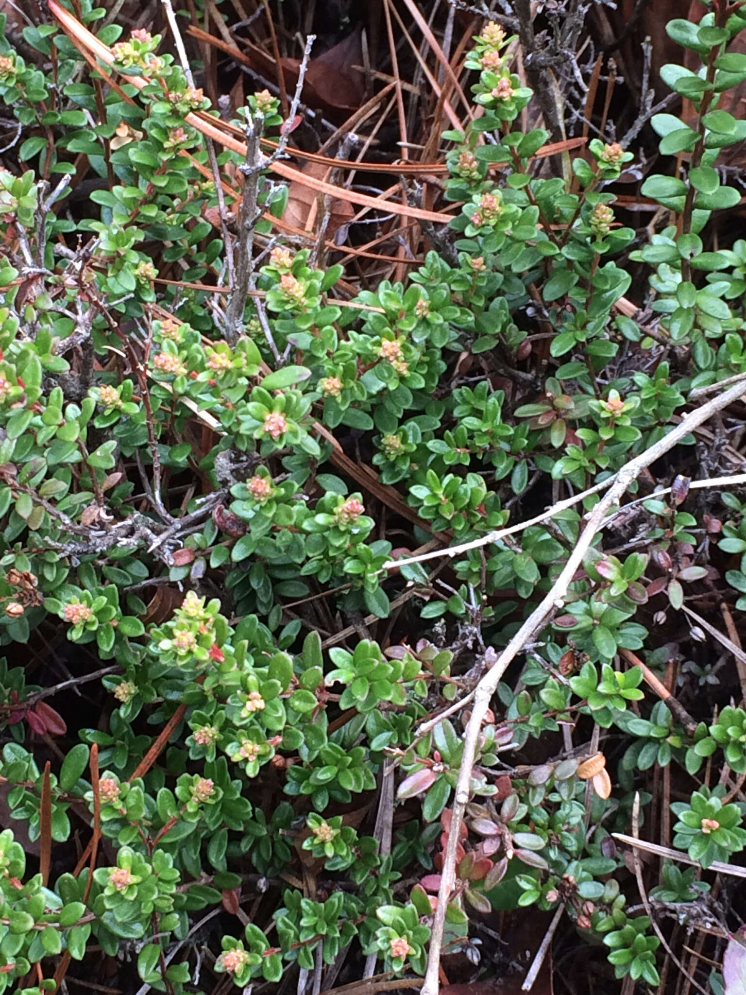 Image of Sand-Myrtle