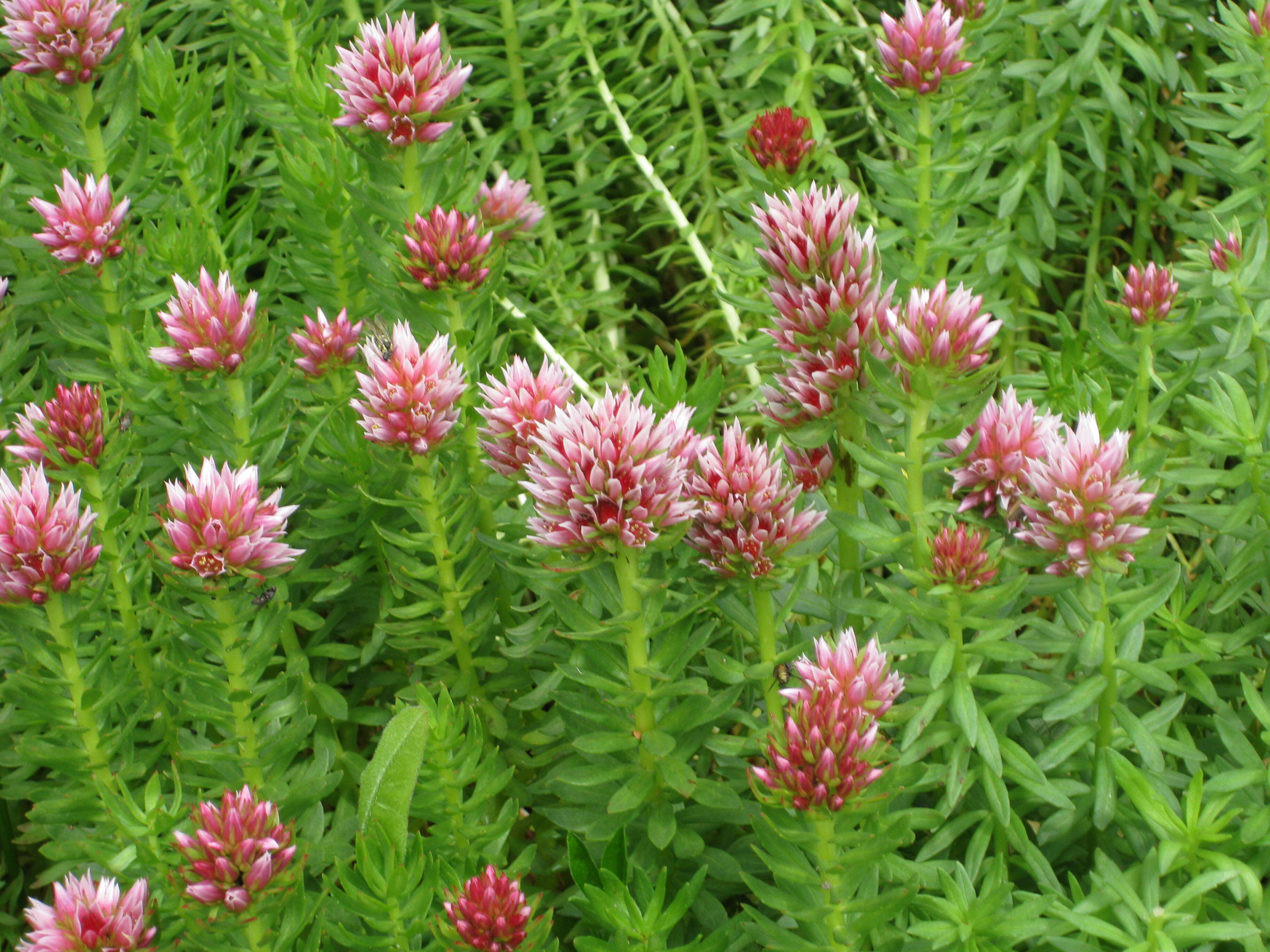 Image of redpod stonecrop