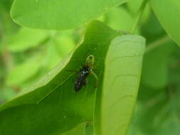 Image of Cucumber green spider