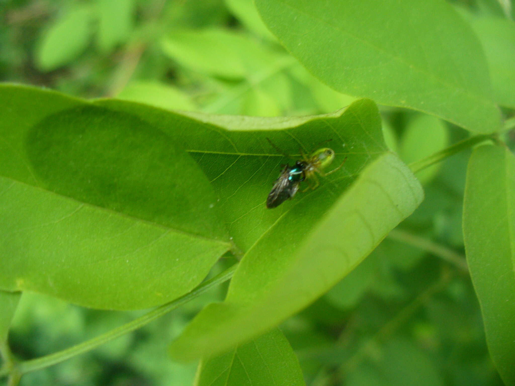 Image of Cucumber green spider