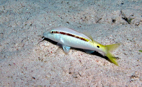 Image of Forsskal&#39;s goatfish