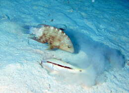 Image of Abudjubbe’s splendor wrasse