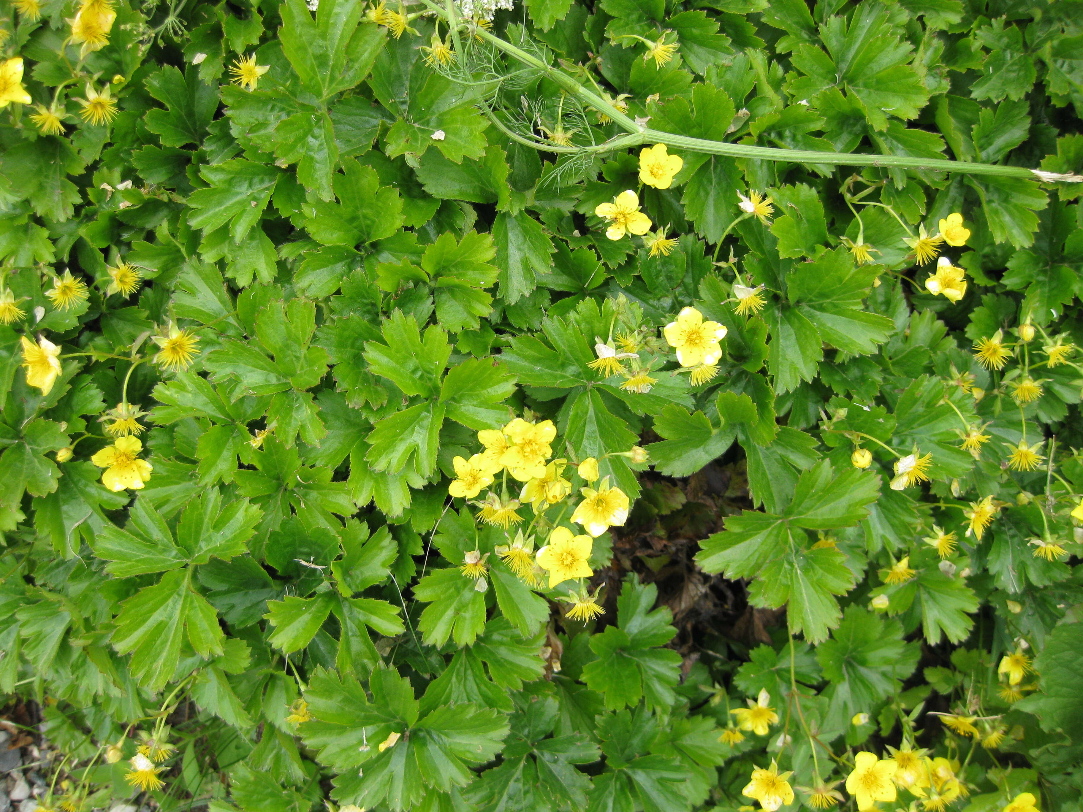 Image of Appalachian barren strawberry