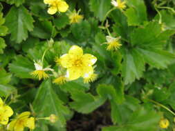 Image of Appalachian barren strawberry