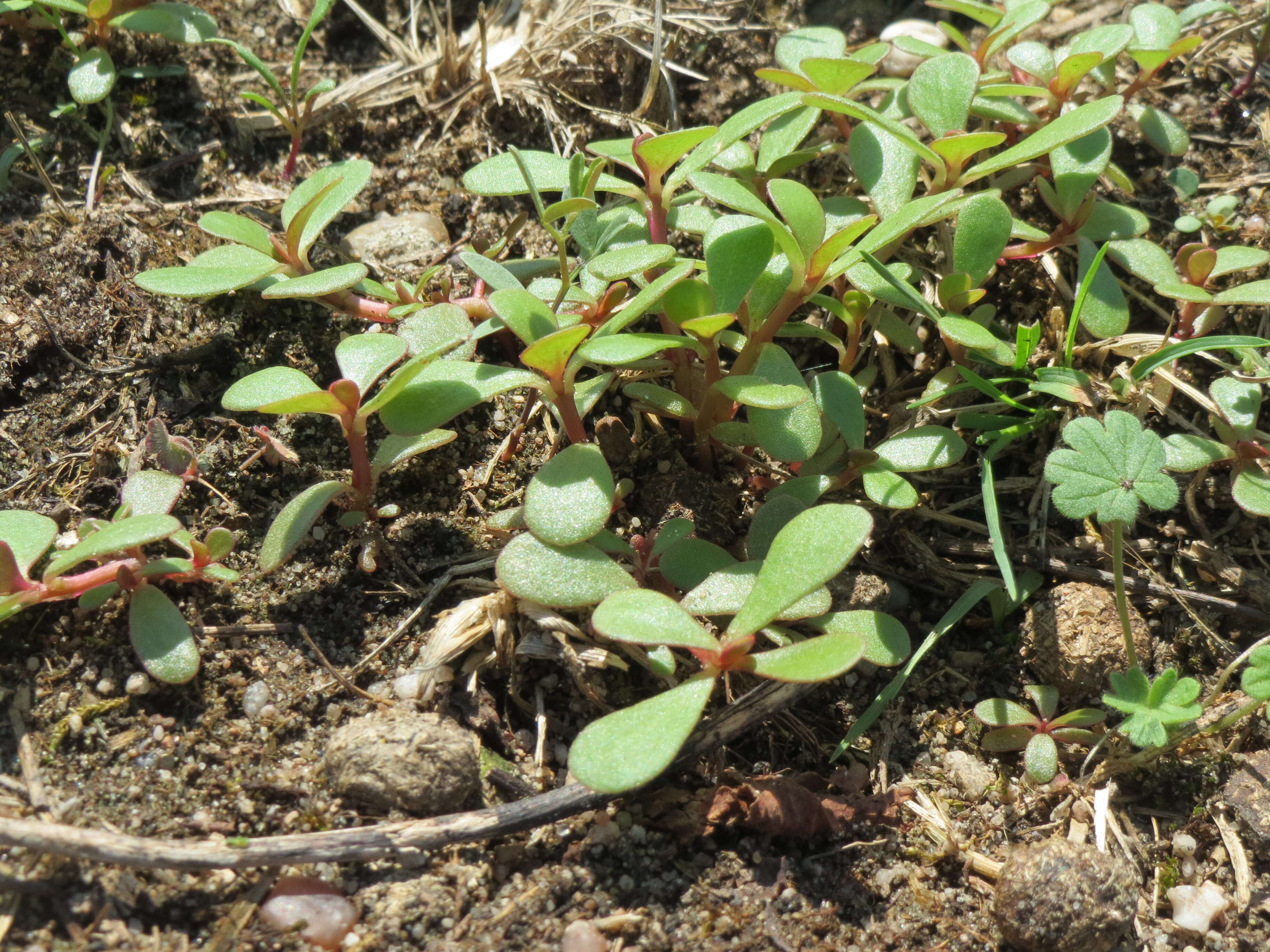 Image of common purslane